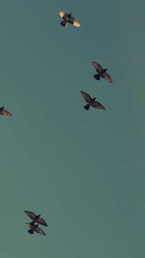 网红黑料黑料正能量群截图5