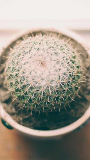 哈密瓜什么季节吃截图3