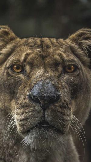 吃瓜什么意思截图3